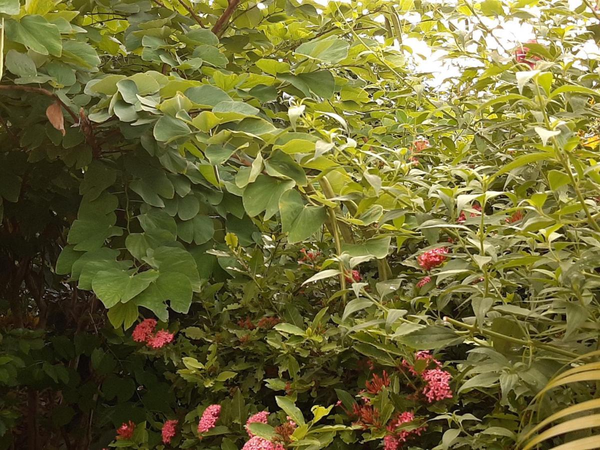 Apartament Les Hibiscus L'Anse Noire Zewnętrze zdjęcie
